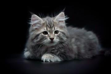 Siberian kitten on colored backgrounds