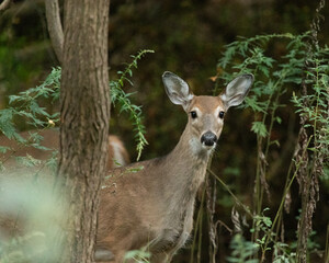 A white-tailed deer doe is seen in the woods in New Jersey during Autumn. She stares directly at the camera in this photograph.