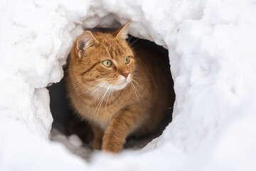 Katze im Schneeiglu