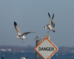 One seagull chases another off a sign post in Keyport, New Jersey. The sign reads 