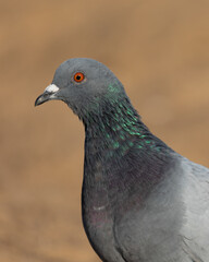 A closeup view of a common rock pigeon on a beach in New Jersey. You can see its beautiful iridescent coloring and piercing orange eyes.