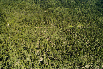 Aerial View of Dense Evergreen Forest Landscape