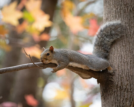 An eastern gray squirrel lies in a tree during autumn, in a position called splooting. The beautiful fall foliage can be seen blurred in the background.