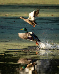 A male and female mallard duck (drake and hen) take off from algae covered water, as they fly during autumn in New Jersey.