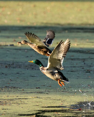 A male and female mallard duck (drake and hen) take off from algae covered water, as they fly during autumn in New Jersey.