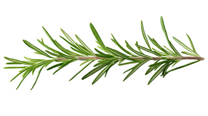 Green rose stem isolated on light beige background. Single herb plant, food ingredient, healthy spice, fresh, aromatic. Close-up of green sprig, organic, raw plant material. Freshness, natural look.