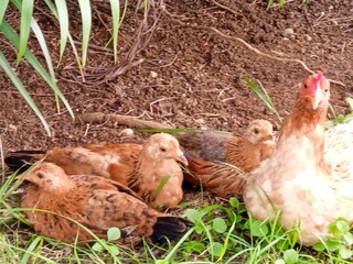 Maman poule et ses bébés poussins