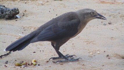Fototapeta premium Un merle posé sur le sable