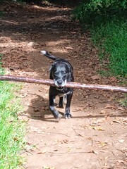 Un chien noir marche avec son grand baton