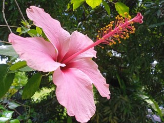 Une belle fleur tropicale d'hibiscus rose © Patrick
