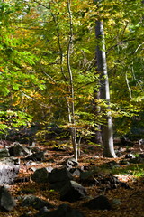 Słoneczny jesienny las z kamieniami na ściółce © Piotr