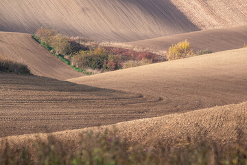Obraz premium Stunning undulating arable agricultural landscape, photographed in autumn in south Moravia in the Czech Republic. The area is known as Moravian Tuscany and is full of rolling hills used for farming.