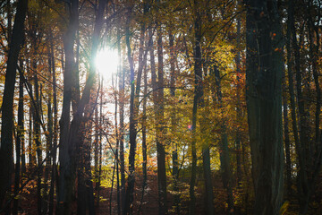 Herbst Wanderung Erlangen