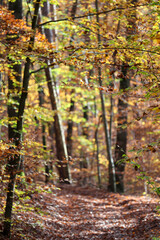 Herbst Wanderung Erlangen