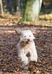Herbst Wanderung Erlangen