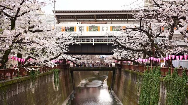 Sakura flowers cherry blossom in Tokyo. metro train going thru downtown.  Bridge over Meguro river. Popular tourism destination for sakura spring season in Japan.