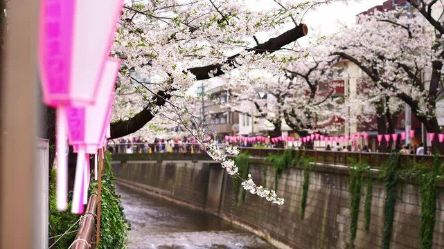 Sakura flowers cherry blossom in Tokyo. metro train going thru downtown.  Bridge over Meguro river. Popular tourism destination for sakura spring season in Japan.