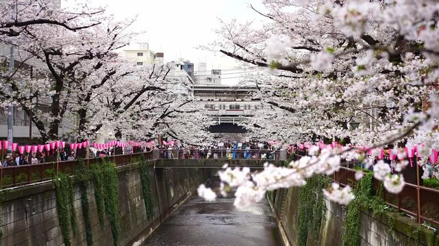 Sakura flowers cherry blossom in Tokyo. metro train going thru downtown.  Bridge over Meguro river. Popular tourism destination for sakura spring season in Japan.