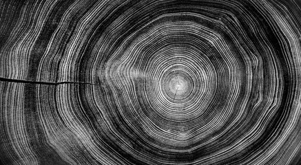 Circular detail of tree rings pattern cut wood texture. Ring pattern from a felled tree wood slab.