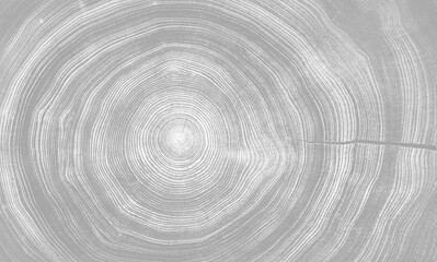 Fototapeta premium Circular detail of tree rings pattern cut wood texture. Light gray and white ring pattern from a felled tree wood slab.
