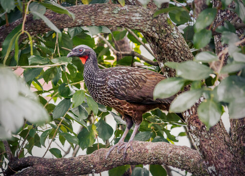 P&aacute;ssaro jac&uacute; ou jacutinga