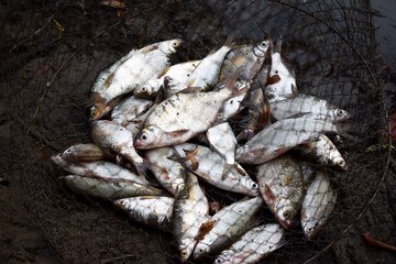 Catch of river fish in a cage. Crucian carp, bream caught in the river.