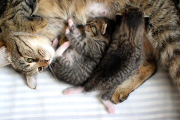Little striped Kurilian Bobtail kittens with their mother cat sleep in a cardboard box. A domestic cat feeds her kittens.