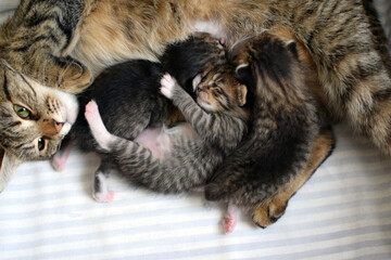 Little striped Kurilian Bobtail kittens with their mother cat sleep in a cardboard box. A domestic cat feeds her kittens.