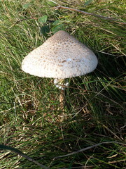 A Shaggy parasol mushroom pictured growing amongst grass