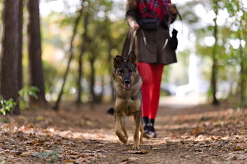 Pies na spacerze w lesie © Piotr