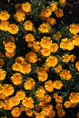 Fiery Blooms of Autumn