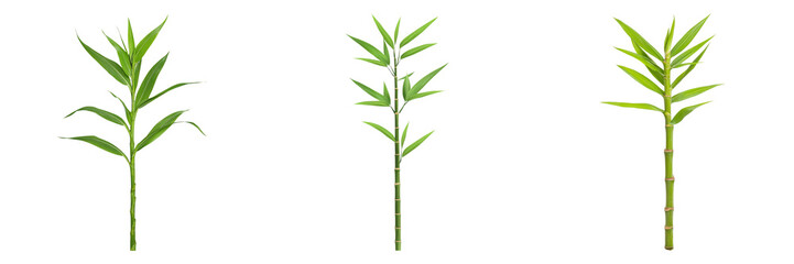 Obraz premium Exploring the Beauty of Bamboo A Study of Plant Variations and Structures