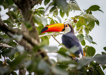 Tucano ou tucanoçu © Paulo