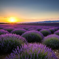 Fototapeta premium Vast lavender fields under a setting sun casting a golden glow over the landscape