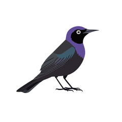 Common Grackle bird vector