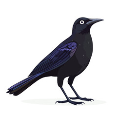 Obraz premium Common Grackle bird vector