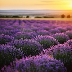 Fototapeta premium Vast lavender fields under a setting sun casting a golden glow over the landscape