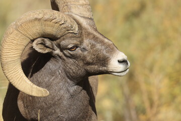Bighorn Sheep  Herd