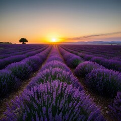 Fototapeta premium Vast lavender fields under a setting sun casting a golden glow over the landscape