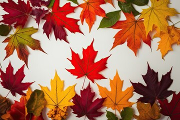 Vivid Autumn Leaves in Bright Fall Colors on a Clear Background