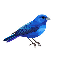 indigo bunting bird vector art illustration