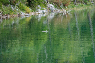Tranquil Lake with Bird Reflection