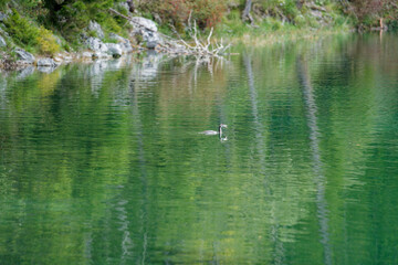 Tranquil Lake with Bird Swimming
