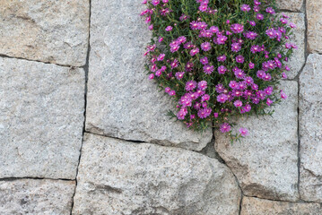石垣にマツバギクがきれいに咲いている