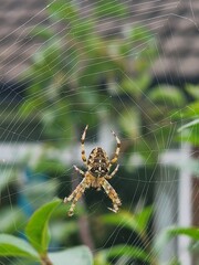 spider on web