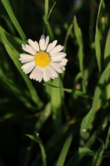 white daisy flower