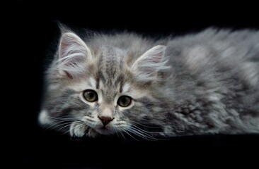 Siberian kitten on colored backgrounds