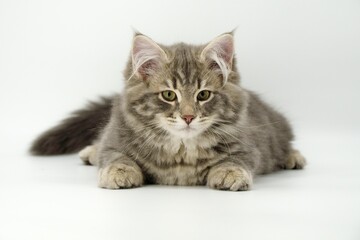 Siberian kitten on colored backgrounds