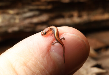 Close-up of a small, recently-hatched redback salamander (Plethodon cinereus) sitting on a person's thumb. 