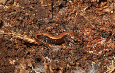 A small, recently-hatched red-backed salamander (Plethodon cinereus) blending into the dark brown and reddish detritus under the log where it was found. 